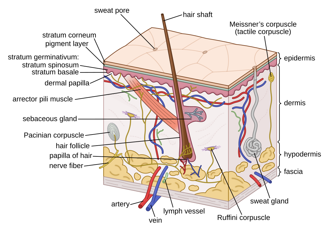 Integumentary system