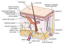 Human skin structure.svg