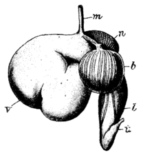 Digesta sistemo de remaĉulo (bovino):m. Ezofago; v. Rumeno; n. Centipelio aŭ retostomako; b. Omaso; l. Abomaso; t. Piloro, komenco de intesto.