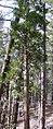 Trunks in Lassen Volcanic National Park, California