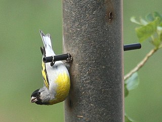 <span class="mw-page-title-main">Lawrence's goldfinch</span> Species of bird