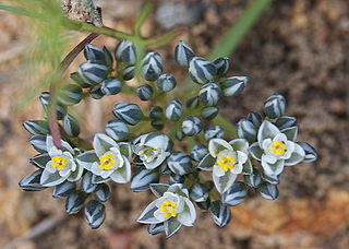 <i>Limeum</i> Genus of flowering plants