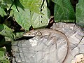 A Garden Lizard in Gazipur District, Bangladesh.