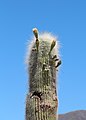 Parc national Los Cardones