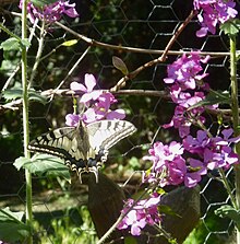 Machaon butinant une lunaire ou "monnaie de pape"