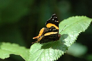 <i>Antanartia</i> Genus of butterflies