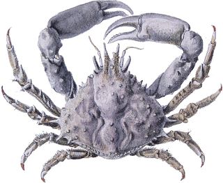 <i>Microphrys weddelli</i> Species of crab