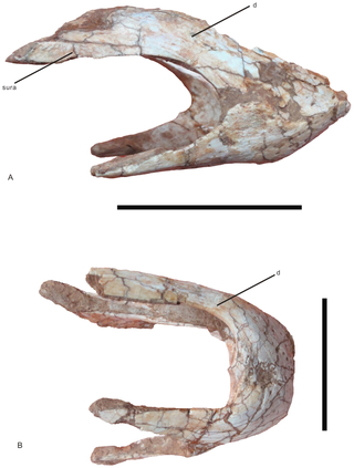 <i>Nankangia</i> Extinct genus of dinosaurs