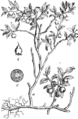 Vaccinium myrtillus Borovnica plate 498 in: Martin Cilenšek: Naše škodljive rastline Celovec (1892)