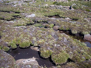 <i>Oreobolus pumilio</i> Species of herb