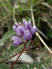 Oxytropis jaquinii.JPG