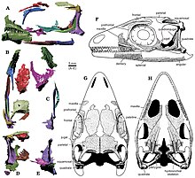 CT scans and drawings of the skull Ozimek skull.jpg