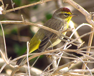 <span class="mw-page-title-main">Palm warbler</span> Species of bird