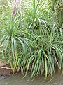 P. candelabrum at Banfora Falls, Burkina Faso