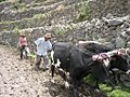 Image 4Peruvian farmers sowing maize and beans (from Andes)