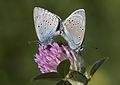 Polyommatus bellis and T. pratense