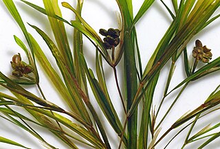 <i>Potamogeton acutifolius</i> Species of plant