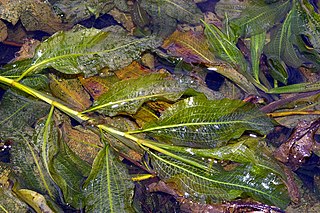 <i>Potamogeton lucens</i> Species of aquatic plant