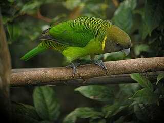 Brehms tiger parrot