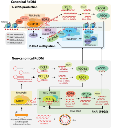 Schematic of the canonical RdDM pathway (top), and non-canonical RdDM and RNAi/PTGS (bottom). The canonical RdDM pathway can be broken into (1) sRNA production and (2) targeting DNA methylation to sites of sRNA production. The non-canonical RdDM pathway is closely related to RNAi and other PTGS pathways, and differs from canonical RdDM primarily in the source of sRNAs and sRNA processing. H3K9 = lysine 9 on histone H3; H3K4 = lysine 4 on histone H3; ssRNA = single-stranded RNA; dsRNA = double-stranded RNA, miRNA = microRNA RdDM pathway summary.png