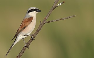 <span class="mw-page-title-main">Shrike</span> Family of birds