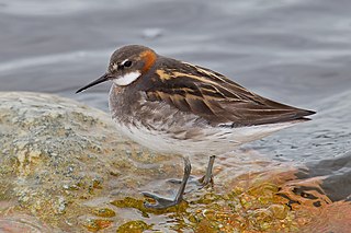 <span class="mw-page-title-main">Red-necked phalarope</span> Species of bird