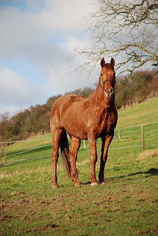 <span class="mw-page-title-main">Rhenish Warmblood</span> Breed of horse