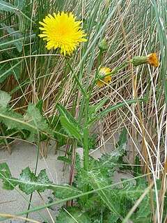 <i>Sonchus arvensis</i> Species of flowering plant in the daisy family Asteraceae