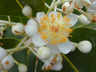 <span class="mw-page-title-main">Malpighiales</span> Eudicot order of flowering plants