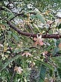 Tamarind flower vijayanrajapuram 02.jpg