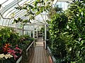 Tollcross Park - inside the Winter Gardens - geograph.org.uk - 946233.jpg