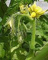 Tomatenblblüte um 360° gebogen = generativ / generatively turned tomatoe flower