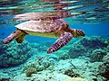 Image 16 Green sea turtle A green sea turtle swimming above a coral reef. More selected pictures