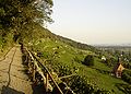 Der Sächsische Weinwanderweg und die Weinbergkirche in Pillnitz