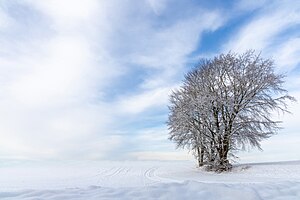 40. Platz: Matthias Süßen mit Winter im Landschaftsschutzgebiet Postsee - Neuwührener Au - Klosterforst Preetz und Umgebung im Kreis Plön