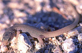 <span class="mw-page-title-main">Night lizard</span> Family of lizards