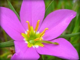 <i>Zeltnera</i> Genus of flowering plants