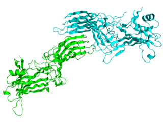 <span class="mw-page-title-main">Arrestin</span> Family of proteins