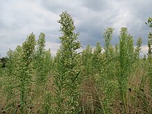 20130827Erigeron canadensis3.jpg