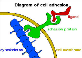 <span class="mw-page-title-main">Role of cell adhesions in neural development</span>