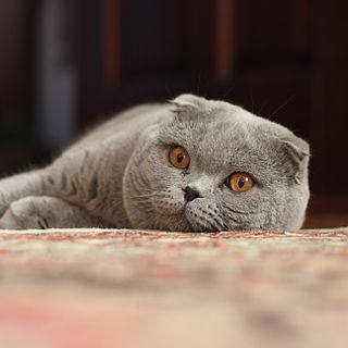 <span class="mw-page-title-main">Scottish Fold</span> Cat breed having specific gene mutation