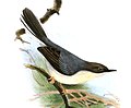 Graurücken-Feinsänger  (Apalis cinerea, Kat. )