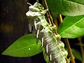 Raŭpo de Attacus atlas