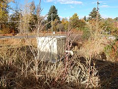 Atriplex patula - spear saltbush and Chenopodium berlandieri - pitseed goosefoot - Flickr - Matt Lavin (1).jpg