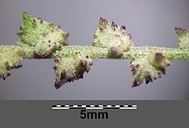 Atriplex patula sl27.jpg