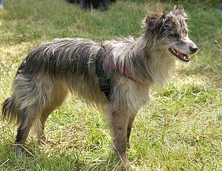 <span class="mw-page-title-main">Pyrenean Sheepdog</span> Dog breed