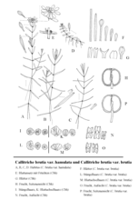 Callitriche brutia var. hamulata: E=bladoksels met vruchten, G=bladeren, H=vrucht (zijaanzicht), I=stengelharen, K-bladokselharen, N=vrucht (bovenaanzicht) Callitriche brutia var. brutia: F=bladeren, L=stengelharen, M=bladokselharen, O=vrucht (bovenaanzicht), P=vrucht (zijaanzicht).