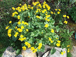 <i>Caltha palustris</i> Species of flowering plant in the buttercup family