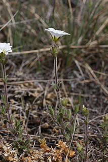 <i>Cerastium arvense</i> Species of flowering plant in the pink family Caryophyllaceae