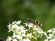 Clytus arietis